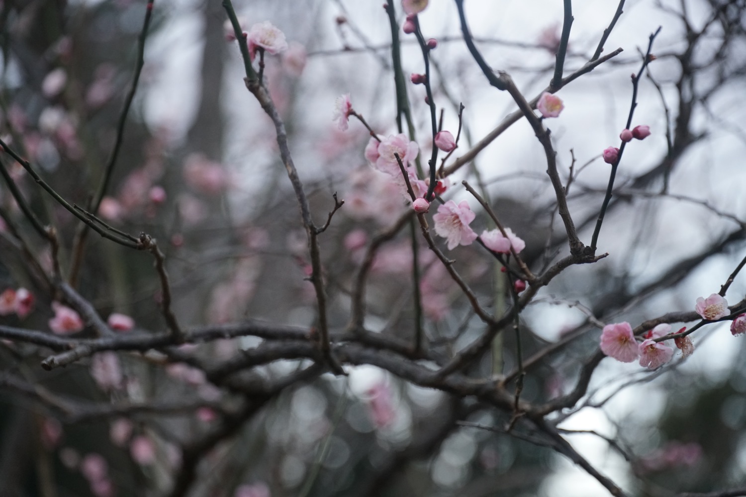 2017.3.7　花の様子