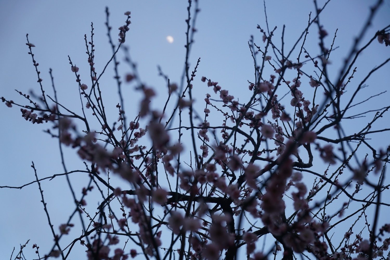 2017.3.7　花の様子