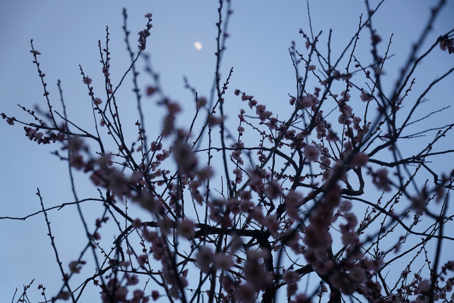 2017.3.7　花の様子
