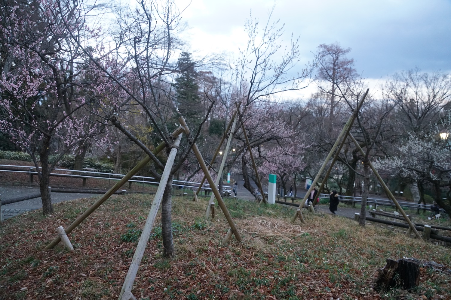 2017.3.7　花の様子