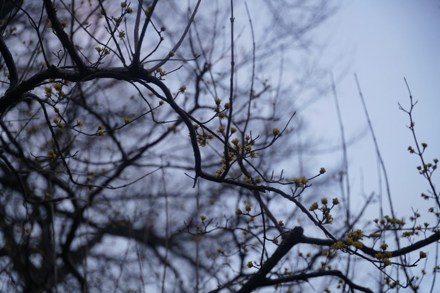2017.3.7　花の様子