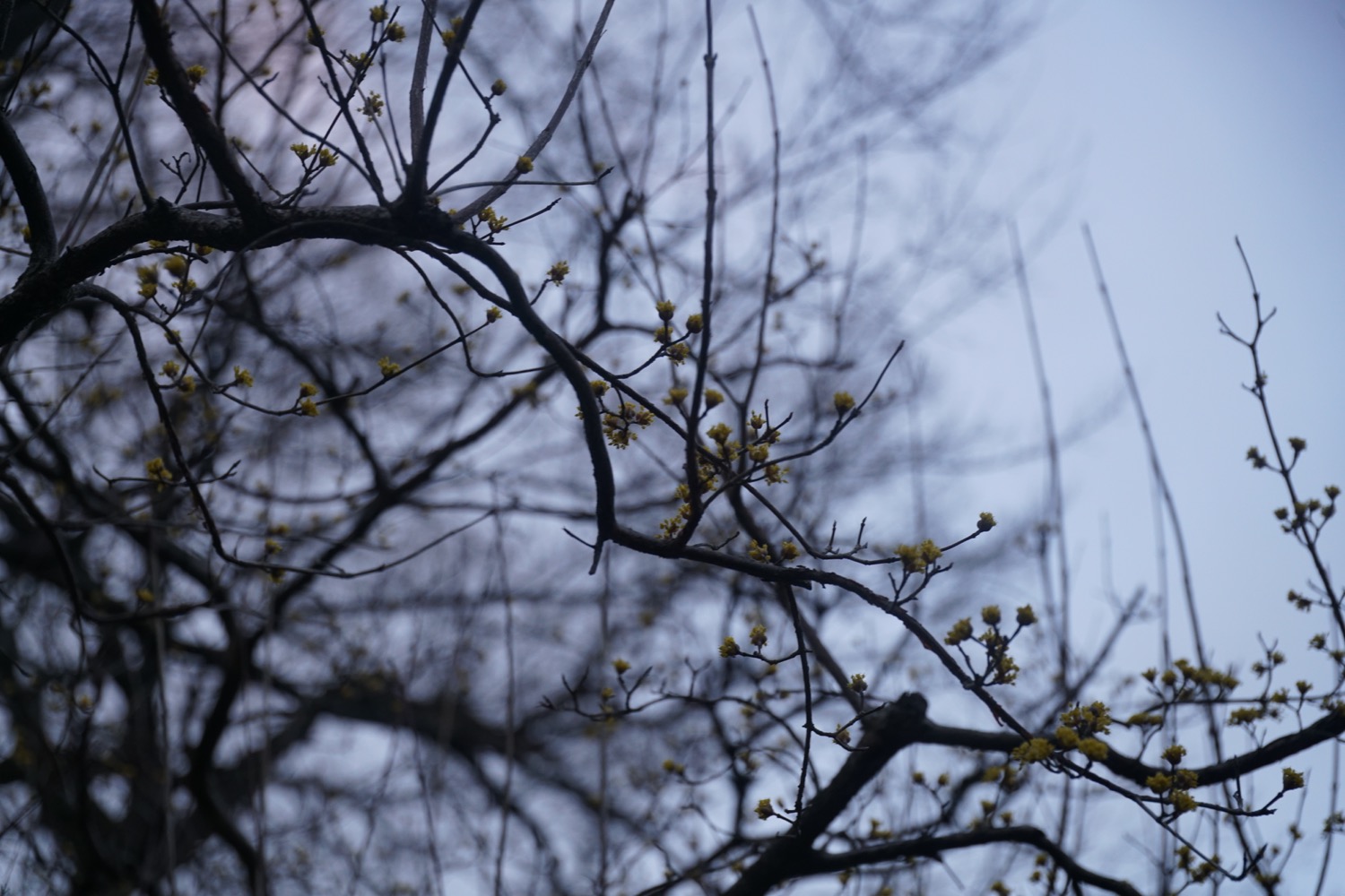 2017.3.7　花の様子