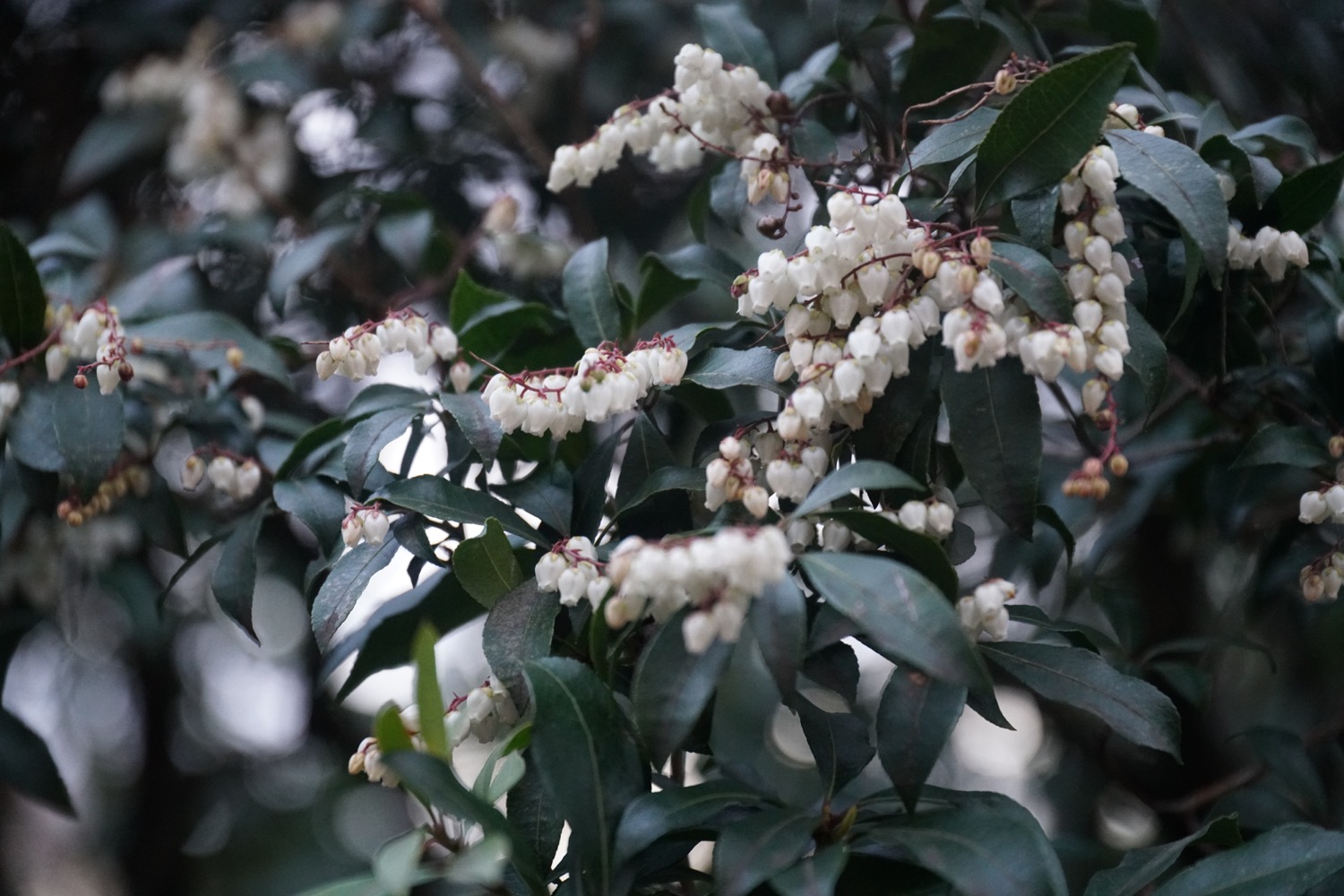 2017.3.7　花の様子